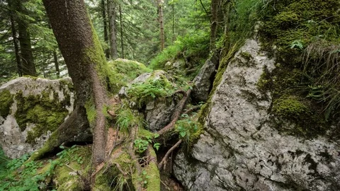 4k Slider Timelapse of mossy tree roots in the forest. Stock Footage 77139719
