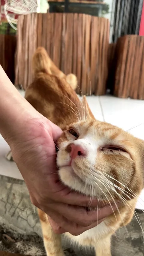 4K Slo Mo Cinematic: Woman's Hand Gently Petting and Patting a Cute Orange Cat Vídeo Stock 338277617