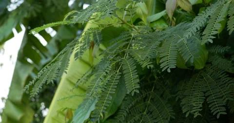 4K Slow Green leaf . Stock Footage 190786636