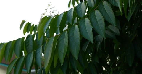 4K Slow Green leaf . Stock Footage 190786697