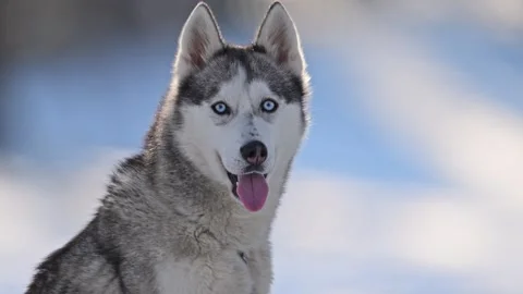 4K slow-mo husky, blue eyes, frosty breath, snowy winter calm. Stock Footage 291882779