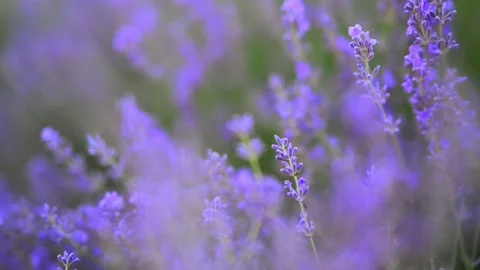 4K slow-mo lavender with a lush, softly blurred green background, calming scene. Stock Footage 292682396