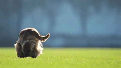 4K slow-mo of a playful Spaniel joyfully running across a football field. Stock Footage 293740962