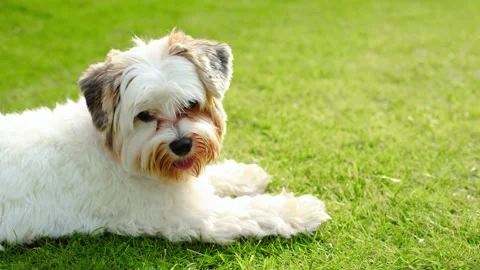 4K slow motion 60 fps footage of a small fluffy Biewer Yorkshire Terrier pupp Stock Footage 342663637