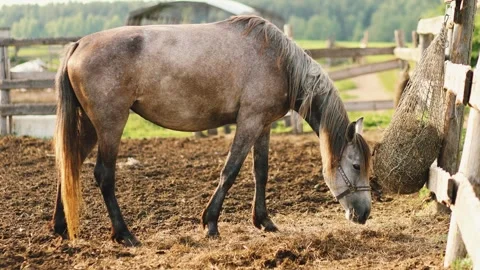 4K slow motion 60 fps footage of a grey domestic Hucul horse eating dry hay f Stock Footage 342663644