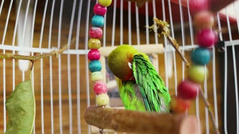 4K slow motion 60 fps footage of a cute green Fischer's lovebird parrot preen Stock Footage 344416260