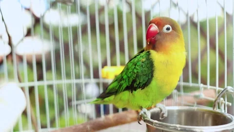 4K slow motion 60 fps footage of a beautiful colorful Fischer's lovebird parr Stock Footage 344555305