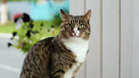 4K slow motion 60 fps footage of a lovely domestic tabby cat with green eyes Video stock 346644648