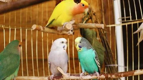 4K slow motion 60fps footage of several beautiful colorful birds, including b Stock Footage 343740863