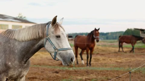 4K slow motion 60fps footage of a majestic grey domestic horse in a halter lo Video stock 346644610