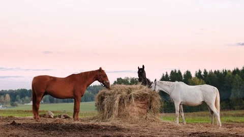 4K slow motion 60fps footage of three beautiful domestic horses, chestnut, wh Video stock 346644728