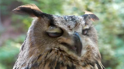 4K Slow Motion Angry eagle owl turns its head and looks at you Stock Footage 142748520
