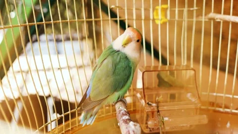4K slow motion of a beautiful rosy-faced lovebird sitting inside a pet cage. Stock Footage 344415727
