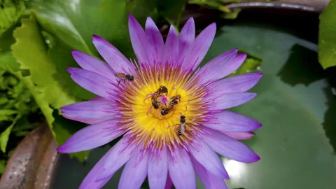 4k slow motion bees group are pollinating on the lotus pollen. Stock Footage 158821403