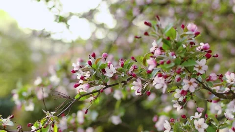 4K slow motion of blooming Malus halliana crabapple tree. Delicate pink flowe 스톡 동영상 334138859