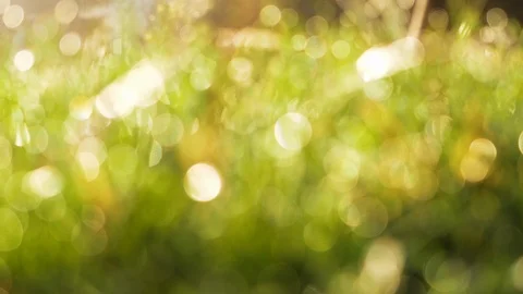 4k Slow motion blurred green grass with water drops. Slider landscape background Stock Footage 88528978