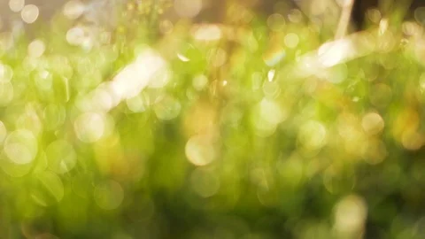 4k Slow motion blurred green grass with water drops. Defocused lawn field Stock Footage 88528998
