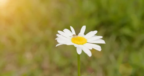 4K Slow Motion Bug On Daisy Flower With Golden Sun (60fps) 库存影片 111647787