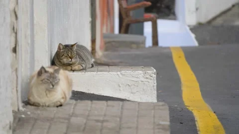 4k slow motion of cats resting on a sideawalk in Jover, Tenerife, Canary Islands Stock Footage 197392149
