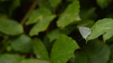 4k slow motion. Celastrina argiolus. Beautiful blue butterfly standing on a leaf Stock Footage 75424166