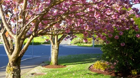 4K Slow Motion Cherry  Blossom, Sakura Flower Petals, Japanese Nature Tree Petal Stock-Footage 79733386