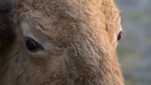4K Slow Motion Close-Up American Bison Chewing - Detailed Prairie Mammal Portrai Stock Footage 330500007