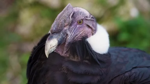 4K Slow Motion Close-Up Andean Condor - Majestic Scavenger Bird Head Stock Footage 330499576