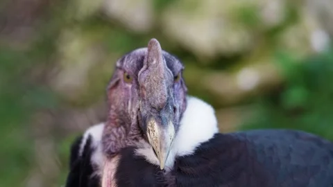 4K Slow Motion Close-Up Andean Condor - Majestic Scavenger Bird Head Stock Footage 330499596
