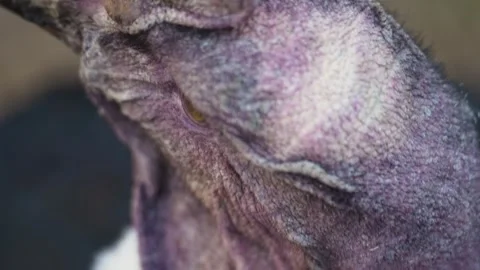 4K Slow Motion Close-Up Andean Condor - Majestic Scavenger Bird Head Video stock 330499597