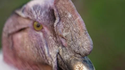 4K Slow Motion Close-Up Andean Condor - Majestic Scavenger Bird Head Stock Footage 330499600