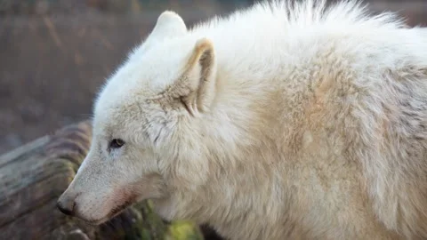 4K Slow Motion Close-Up Arctic Wolf - White Predator Portrait Observing Stock Footage 330499724