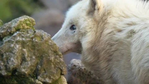 4K Slow Motion Close-Up Arctic Wolf - White Predator Portrait Observing Stock Footage 330499776