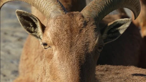 4K Slow Motion Close-Up Barbary Sheep - Detailed Desert Mammal Head Portrait Stock Footage 330498827