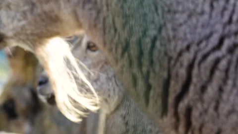 4K Slow Motion Close-Up Bharal - Himalayan Blue Sheep Portrait Detail Vídeos de archivo 330499550