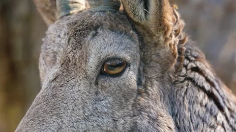 4K Slow Motion Close-Up Bharal - Himalayan Blue Sheep Portrait Detail Stock Footage 330499572