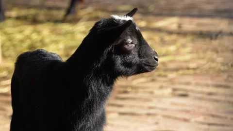 4K Slow Motion Close-Up Black Goat - Detailed Domestic Animal Portrait Stock-Footage 330500208
