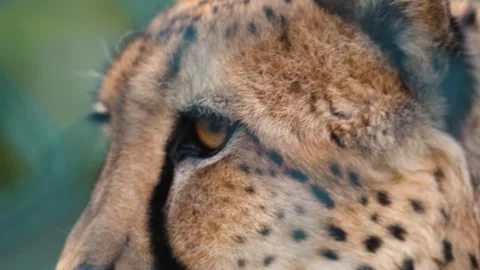 4K Slow Motion Close-Up Cheetah - Majestic Big Cat Predator Portrait Stock-Footage 330499633