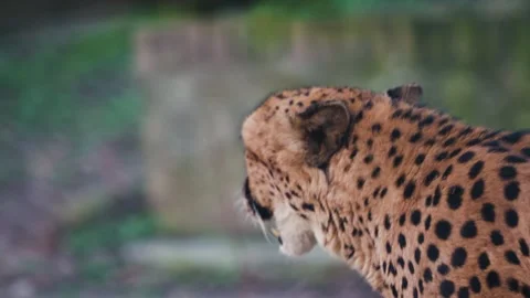 4K Slow Motion Close-Up Cheetah Walking - Detailed Fastest Land Animal Movement Stock Footage 330499639