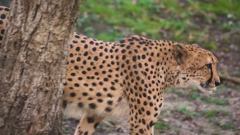 4K Slow Motion Close-Up Cheetah Walking - Detailed Fastest Land Animal Movement Stock Footage 330499640