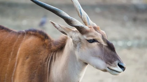 4K Slow Motion Close-Up Common Eland - Largest Antelope Spiral Horns Detail Video stock 330500167