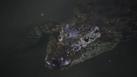 4K Slow Motion Close-Up Cuban Crocodile - Predator Eyes Above Water Pan Stock Footage 330500202