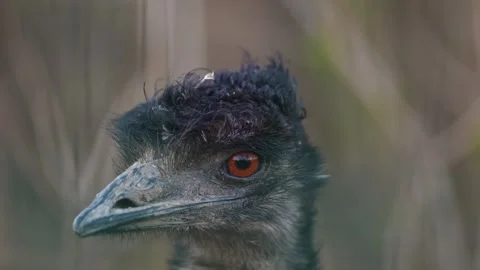 4K Slow Motion Close-Up Emu Head - Detailed Flightless Bird Portrait Stock Footage 330500025