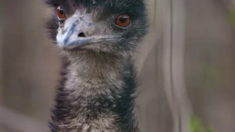 4K Slow Motion Close-Up Emu Head - Detailed Flightless Bird Portrait Stock Footage 330500028