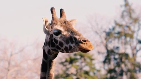 4K Slow Motion Close-Up Giraffe Head - Detailed Portrait Chewing and Looking Stock Footage 330499072