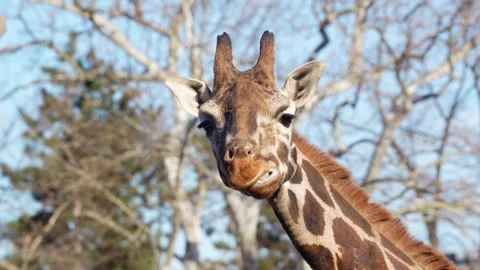 4K Slow Motion Close-Up Giraffe Head - Detailed Portrait Chewing and Looking Vídeos de archivo 330499559