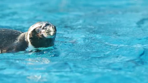 4K Slow Motion Close-Up Humboldt Penguin Surfacing - Detailed Marine Bird Breath Vídeos de archivo 330499344