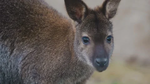 4K Slow Motion Close-Up Kangaroo - Cute Marsupial Portrait Twitching Nose Stock Footage 330499999