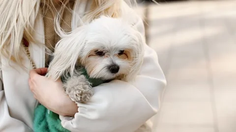 4K slow motion close up of Maltese dog in woman arms outdoors. Cute small pet 스톡 동영상 331534852