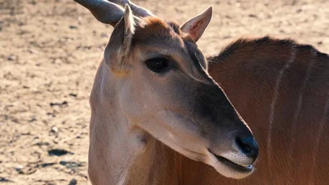 4K Slow Motion Close-Up Nilgai Antelope - Detailed Portrait Asia's Largest Antel Stock Footage 330498990