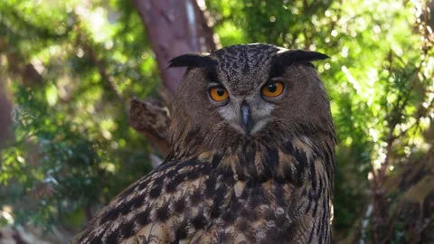 4K Slow Motion Close-Up Owl - Majestic Bird of Prey Eyes and Head Turn Vídeos de archivo 330498892
